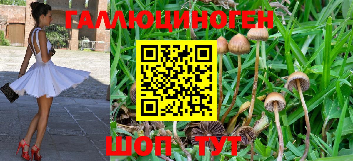 Комсомольск-на-Амуре  Псилоцибиновые грибы Psilocybe  Вход с VPN 